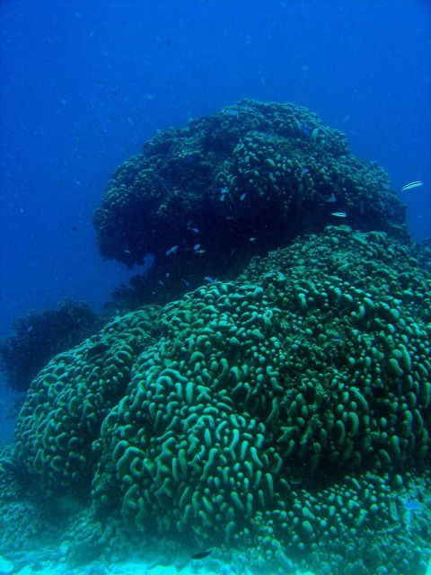 Coral head in Chuuk Lagoon. Picture