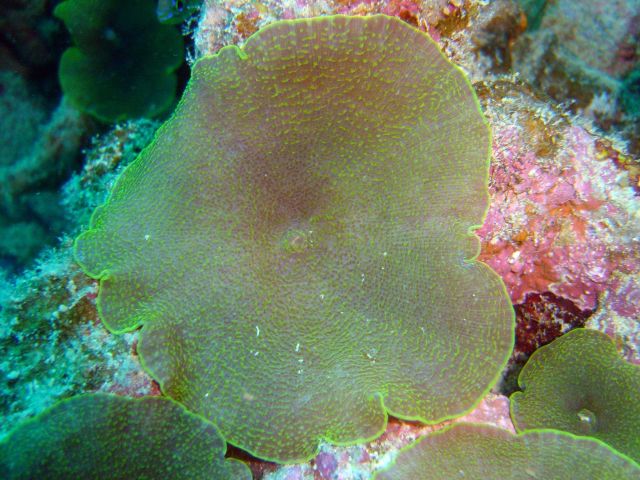 Corallimorph on Fumitsuki Maru. Picture