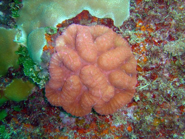 Lobophyllia hemprichii Picture