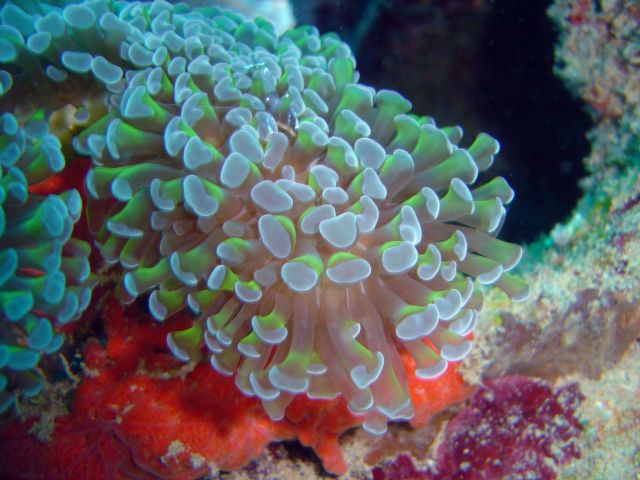 Anchor coral (Euphyllia anchora) colony on Fumitsuki Maru. Picture