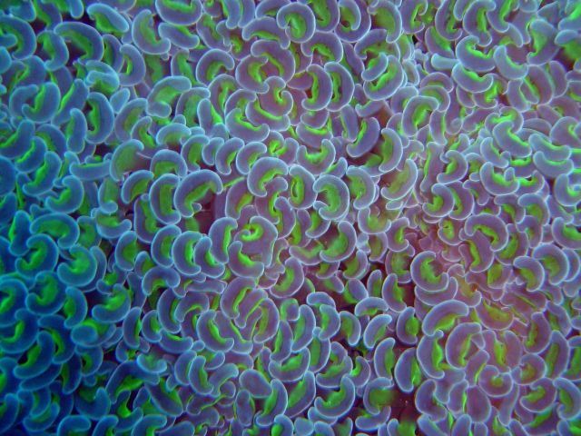 Anchor coral (Euphyllia anchora) colony on Fumitsuki Maru. Picture