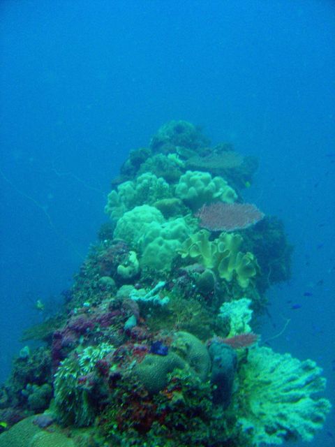 Coral encrusted gun on Fujisan Maru. Picture