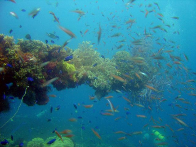 Coral encrusted gun on Fujikawa Maru. Picture