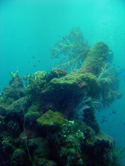 Coral encrusted gun on Hanakawa Maru. Picture