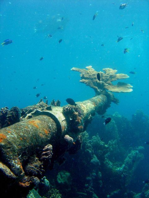 Coral encrusted gun on Hino Maru. Picture