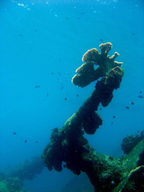 Coral encrusted gun on Hino Maru. Picture