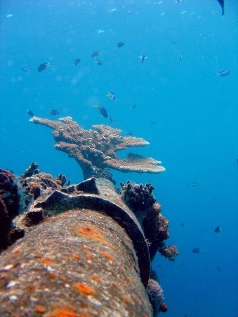 Coral encrusted gun on Hino Maru. Picture