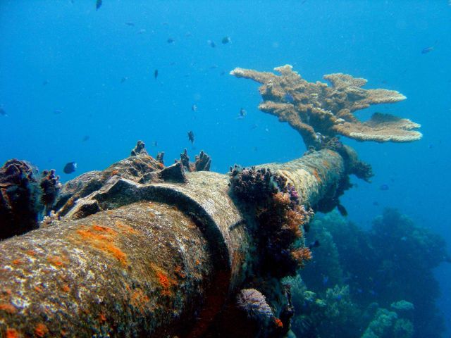 Coral encrusted gun on Hino Maru. Picture