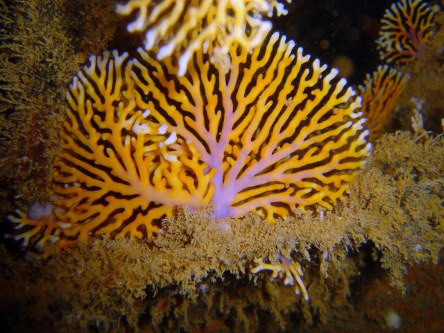 Lace coral (Distichopora sp.) on Hoyo Maru. Picture