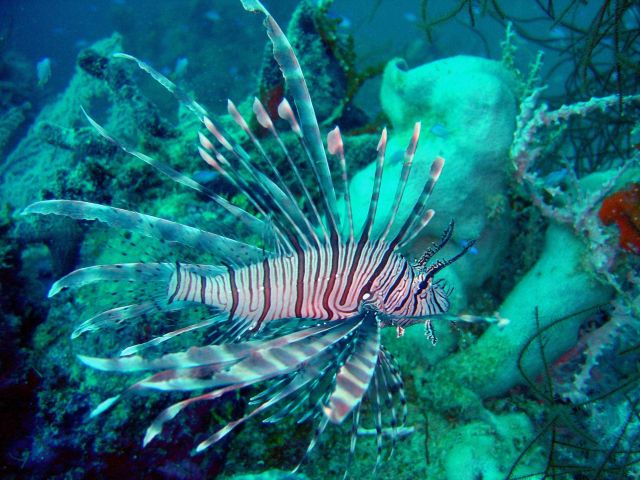 Lionfish on Fumitsuki Maru. Picture