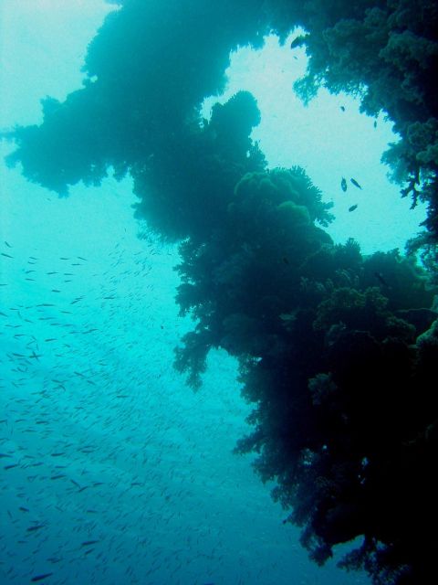 Coral encrusted mast on Sankisan Maru. Picture