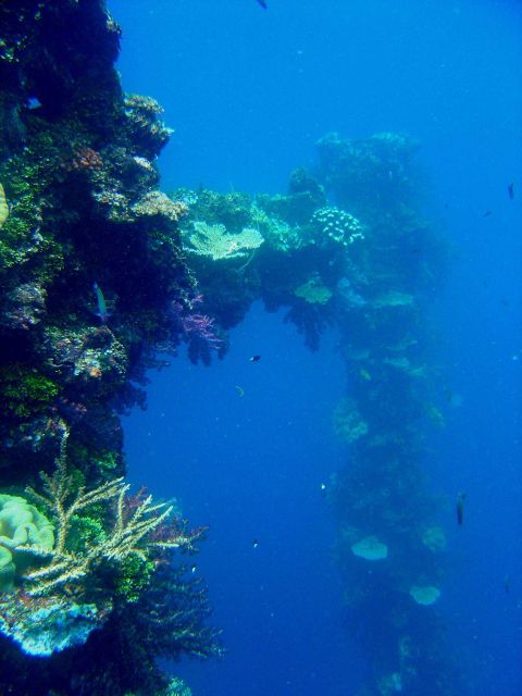 Coral encrusted mast on Sankisan Maru. Picture