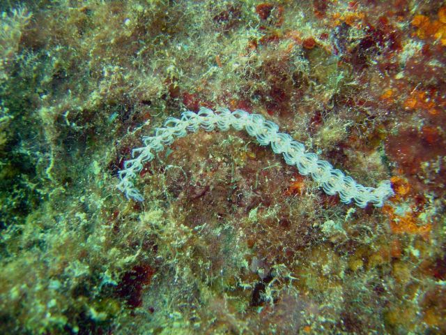 Nudibranch (Pteraeolidia ianthina) on Hino Maru. Picture
