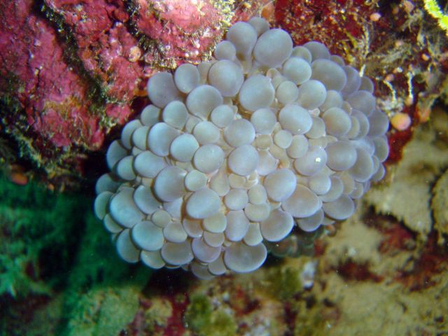 Bubble coral (Plerogyra sinuosa) on Hoyo Maru. Picture