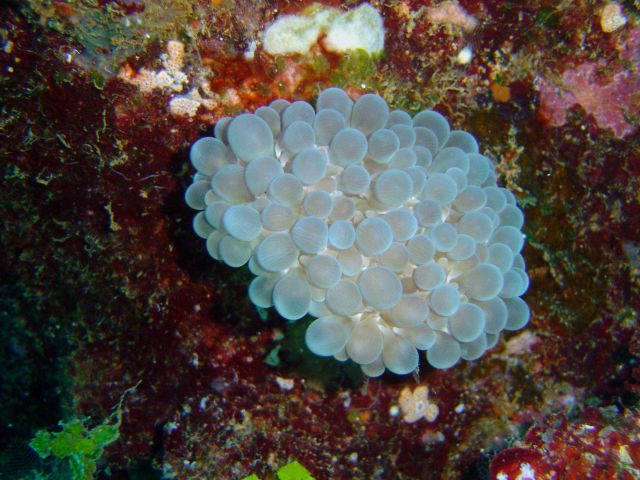 Bubble coral (Plerogyra sinuosa) on Sankisan Maru. Picture
