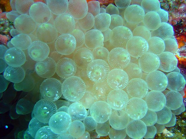 Bubble coral (Plerogyra sinuosa) on Sankisan Maru. Picture