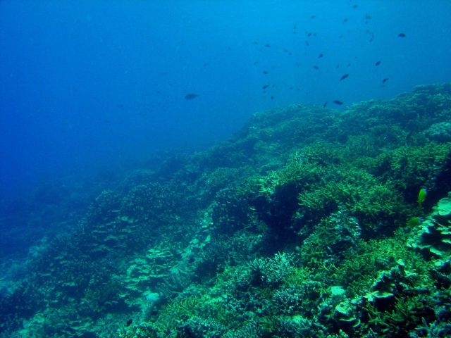 Reef scene at Shark Island. Picture