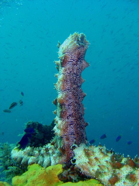 A sea cucumber on the Fujikawa Maru. Picture