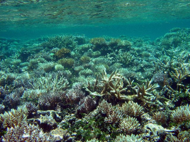 Shallow reef environment. Picture