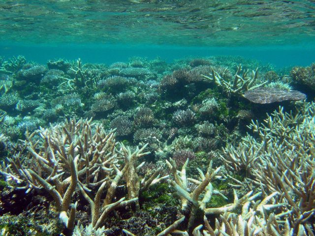 Shallow reef environment. Picture