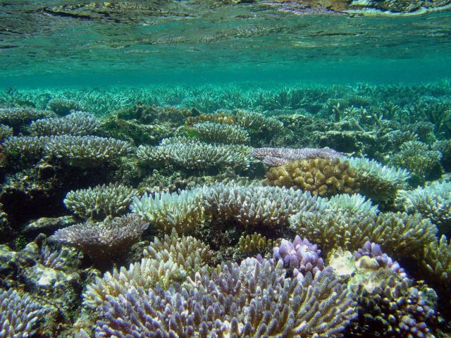 Shallow reef environment. Picture
