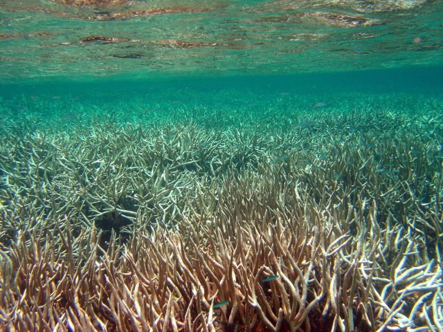 Shallow reef environment. Picture