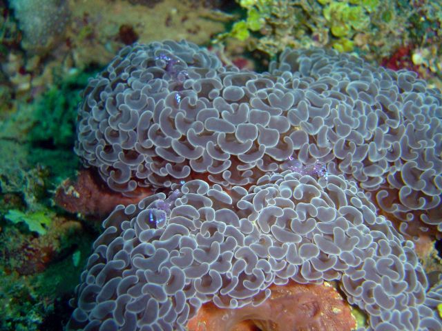 Small purple shrimp (Periclemenes holthuisi) on anchor coral colony (Euphyllia anchora) on the Fujisan Maru. Picture