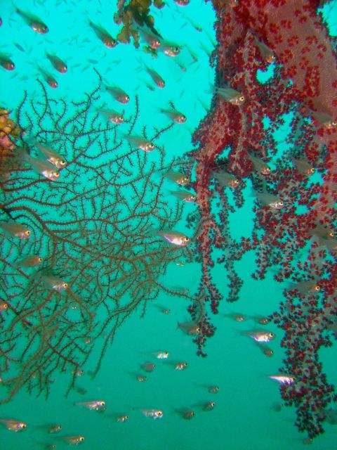 Dendronephthya sp Picture