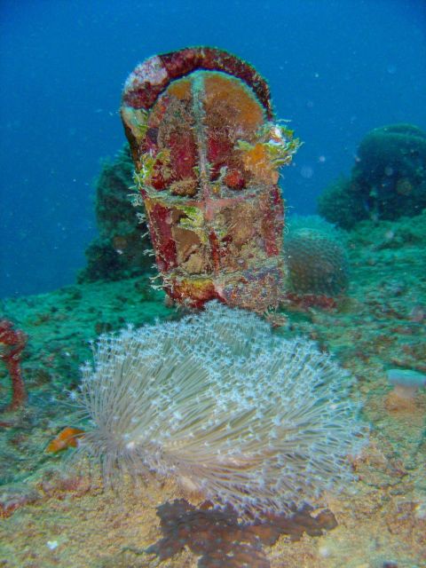 Soft coral in foreground with ship's light standing vertically behind. Picture