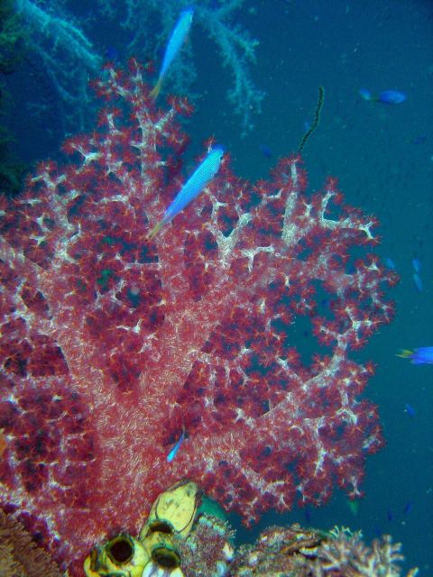 Divaricate tree coral (Dendronephthya (Roxasia) sp.), a soft coral, on Fujisan Maru. Picture