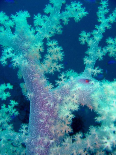 Soft coral on Fumisuki Maru. Picture