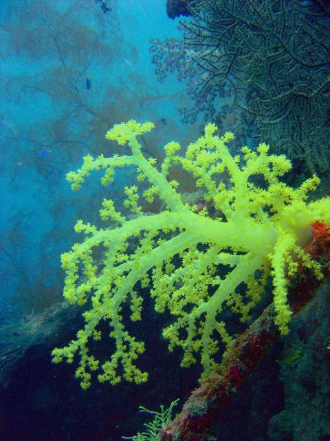 Soft coral on Hanakawa Maru. Picture
