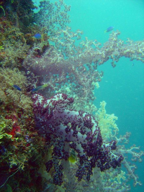 Soft coral on Hanakawa Maru. Picture