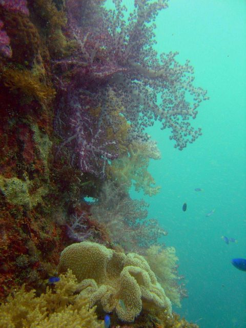 Soft coral on Hanakawa Maru. Picture