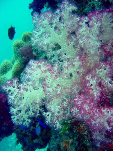 Soft coral on Hanakawa Maru. Picture