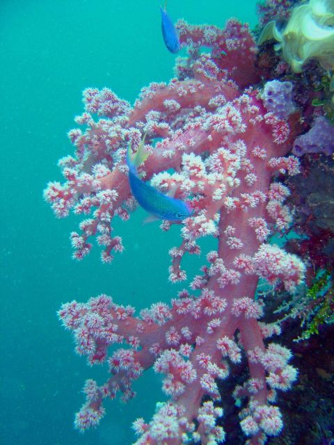 Soft coral on Hanakawa Maru. Picture