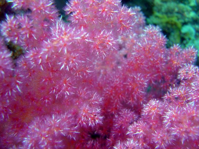 Soft coral on Hanakawa Maru. Picture