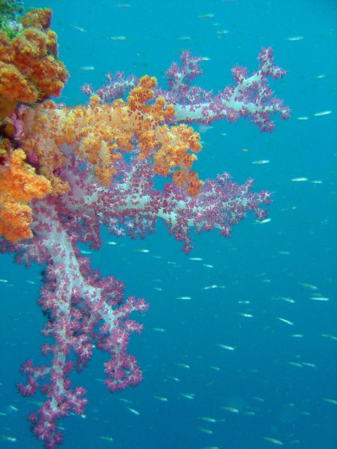 Soft coral on Sankisan Maru. Picture