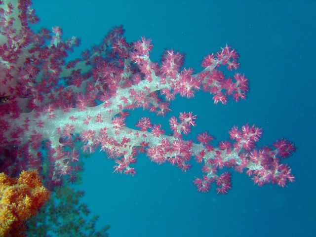 Soft coral on Sankisan Maru. Picture