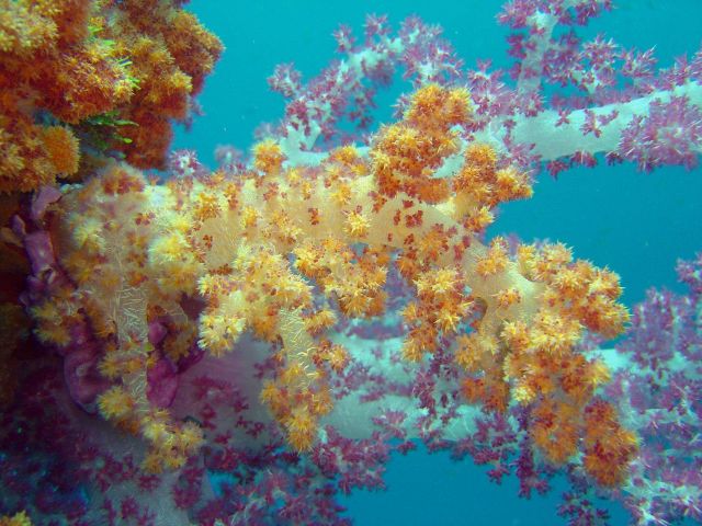 Soft coral on Sankisan Maru. Picture