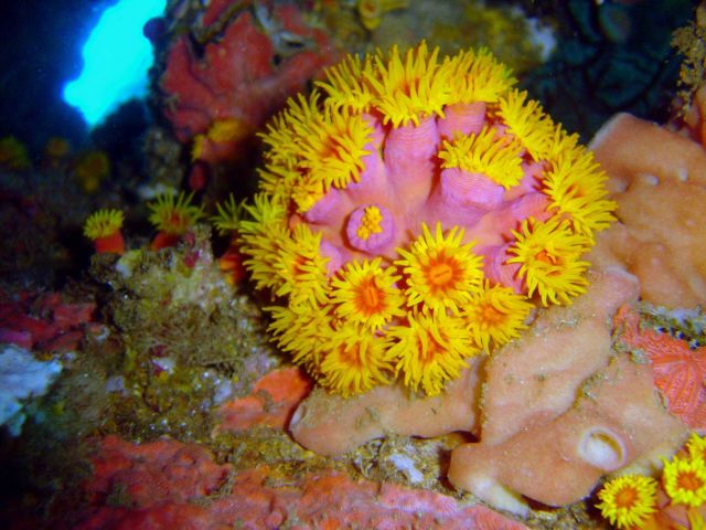 Tubastrea sp Picture