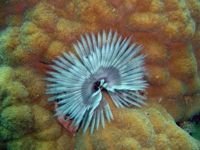 Sabellastarte sp Picture