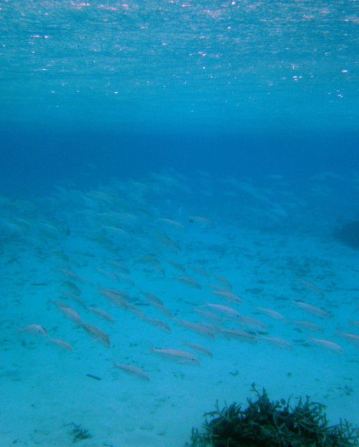 School of goldband? goatfish Picture