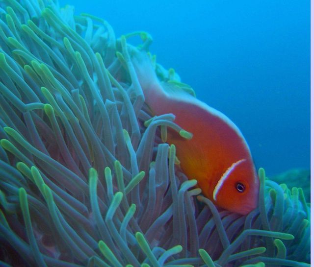 Pink anemonefish (Amphiprion perideraion). Picture