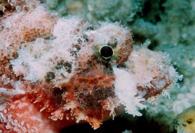 Barchin scorpionfish (Sebastapistes strongia) Picture