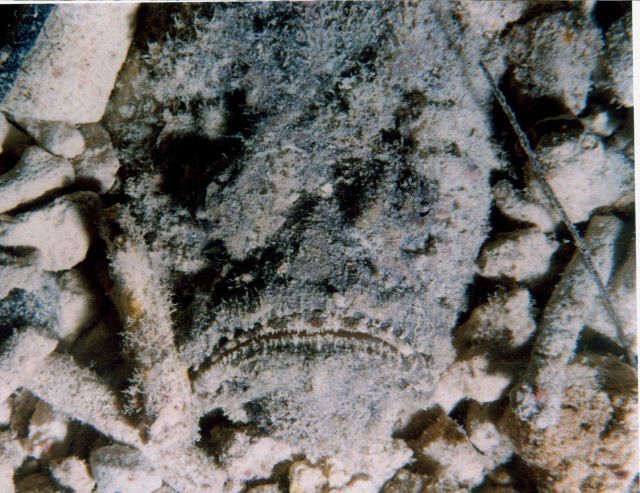 A mouth? a shell? unidentifiable image. Picture