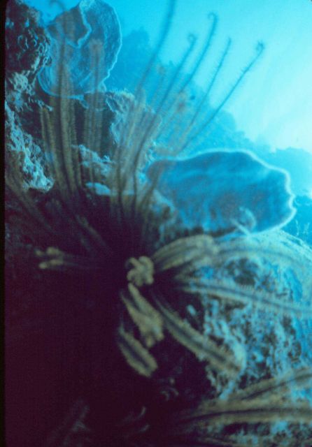 Crinoids and vase sponge Picture