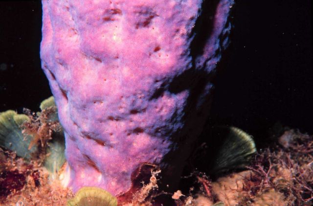 Pink barrel sponge. Picture