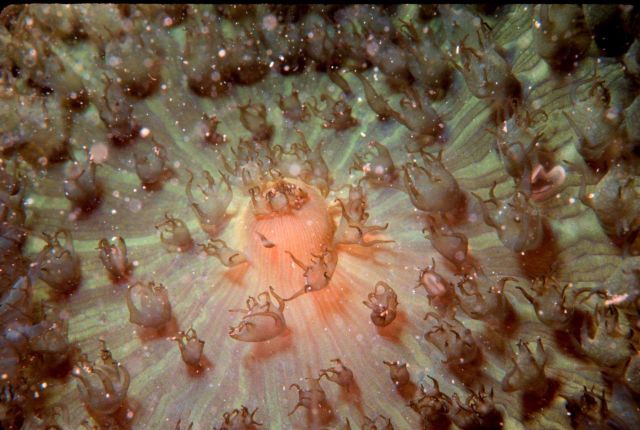 Coral polyps extended? Picture