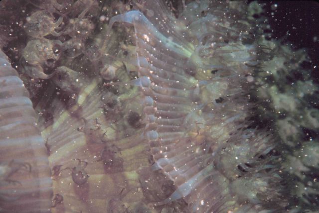 Coral polyps extended? Picture